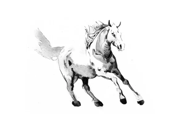 Rysunek Ołówkiem Głowa Konia Odręczne — Zdjęcie stockowe
