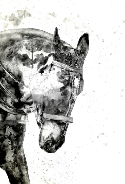 Colorful Horse Art Illustration Grunge Painting — Stock Photo, Image