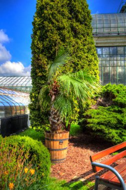 Çinli hayran palmiye yaprağı, sanat, illüstrasyon, retro, çizim, eskiz, klasik, retro, antika,