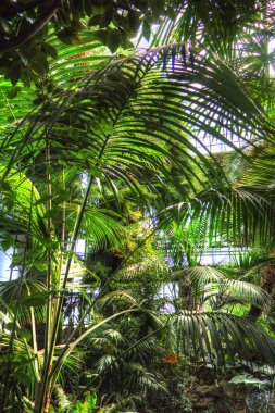 Dracena reflexa ya da Jamaika Yeşili Bitki Sanatı Eski Antika