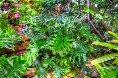 Fatsia Japonica Japon Aralia, resim, çizim, eskiz, antika, antika, antika