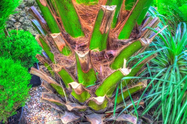 Canary Island Date Palm Phoenix Canariensis Происходящий Макаронезии — стоковое фото