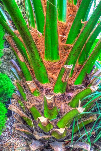 Canary Island Date Palm Phoenix Canariensis Originating Macaronesia — Stock Photo, Image