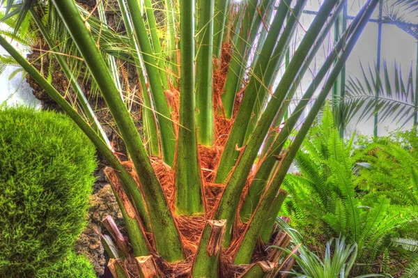 Canary Island Date Palm Fénix Canariensis Původem Makaronésie — Stock fotografie