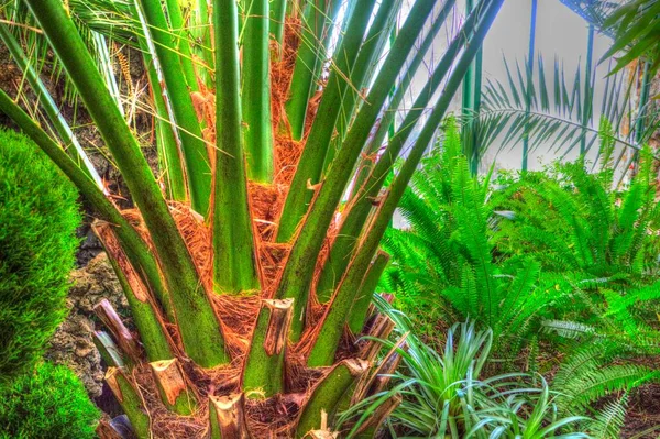 Canary Island Date Palm Fénix Canariensis Původem Makaronésie — Stock fotografie