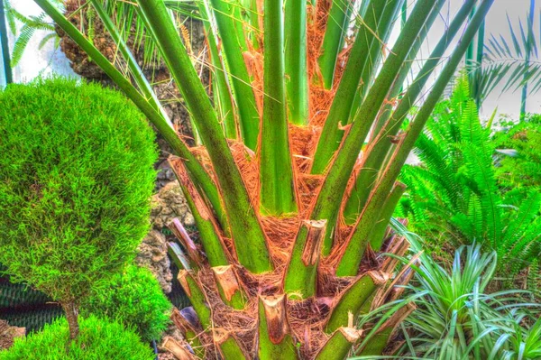 Canary Island Date Palm Fénix Canariensis Původem Makaronésie — Stock fotografie