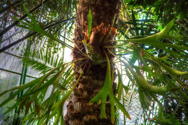 Palma Wyspie Kanaryjskiej Phoenix Canariensis Pochodząca Makaronezji — Zdjęcie stockowe