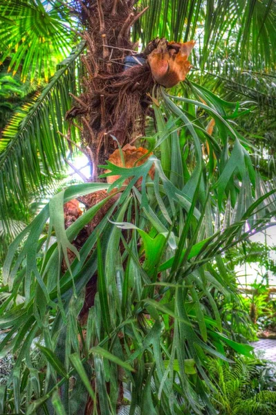 Canary Island Date Palm Fénix Canariensis Původem Makaronésie — Stock fotografie