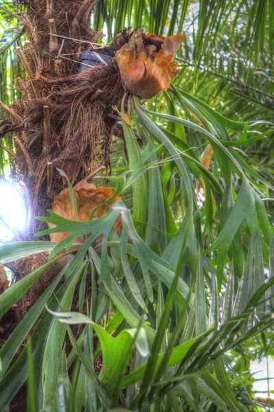 カナリア島Date Palm フェニックス カナリエンシス マカロネシア原産 — ストック写真