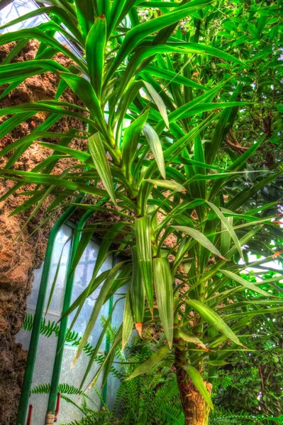 Dracaena Reflexa Vagy Dal Jamaica Zöld Növény Művészet Illusztráció Retro — Stock Fotó