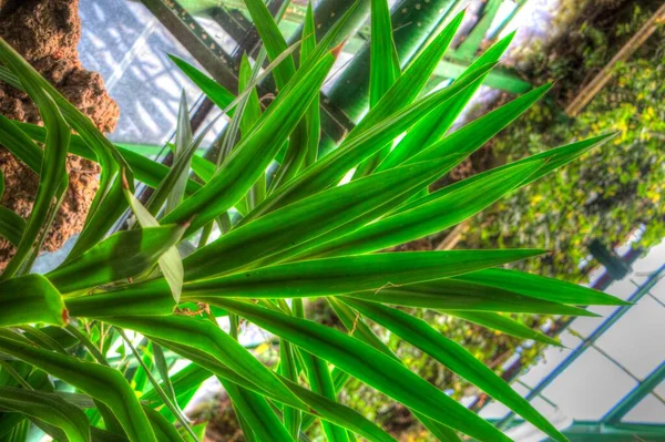 Dracaena Reflexa Lub Piosenka Jamajki Zielony Roślin Sztuka Ilustracja Retro — Zdjęcie stockowe