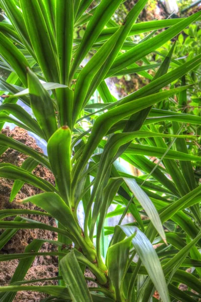 Dracaena Reflexa Nebo Píseň Jamajky Zelené Rostlinné Umění Ilustrace Retro — Stock fotografie