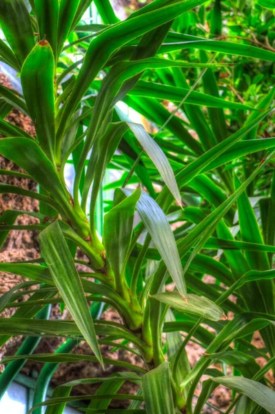 Dracaena Reflexa Nebo Píseň Jamajky Zelené Rostlinné Umění Ilustrace Retro — Stock fotografie