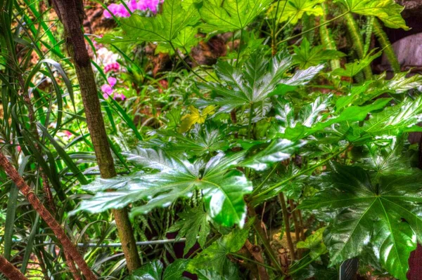 Dracena Reflexa Jamaika Yeşili Bitki Sanatı Eski Antika — Stok fotoğraf