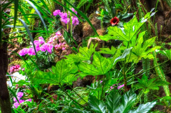 Fatsia Japonica Japanische Aralia Blätter Nach Tag Illustration Zeichnung Skizze — Stockfoto