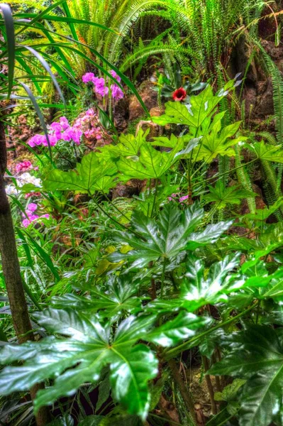 Fatsia Japonica Japanische Aralia Blätter Nach Tag Illustration Zeichnung Skizze — Stockfoto