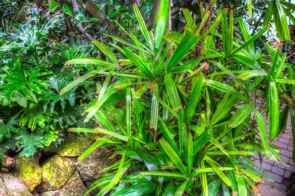 Fatsia Japonica Aralia Japonesa Parte Após Dia Illust Puxando Esboço — Fotografia de Stock