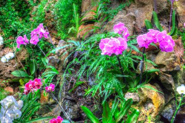 Orkide, orkide çiçeği, yeşil yapraklar, illüstrasyon, çizim, eskiz, antika, retro, vintage