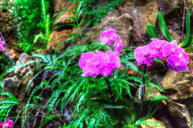 Orkide, orkide çiçeği, yeşil yapraklar, illüstrasyon, çizim, eskiz, antika, retro, vintage