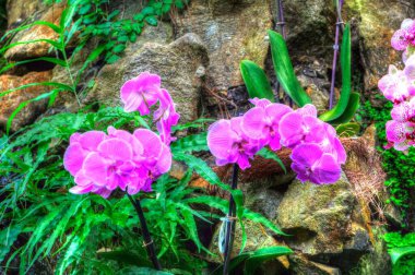 Orkide, orkide çiçeği, yeşil yapraklar, illüstrasyon, çizim, eskiz, antika, retro, vintage