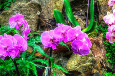 Orkide, orkide çiçeği, yeşil yapraklar, illüstrasyon, çizim, eskiz, antika, retro, vintage