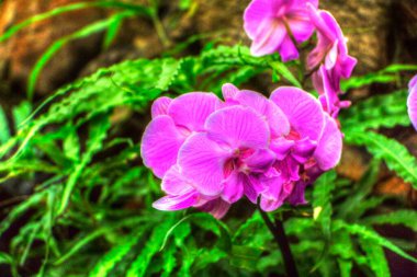 Orkide, orkide çiçeği, yeşil yapraklar, illüstrasyon, çizim, eskiz, antika, retro, vintage