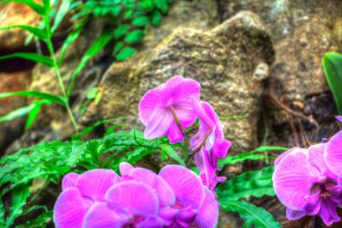 Orkide, orkide çiçeği, yeşil yapraklar, illüstrasyon, çizim, eskiz, antika, retro, vintage