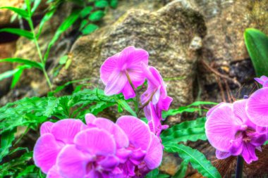 Orkide, orkide çiçeği, yeşil yapraklar, illüstrasyon, çizim, eskiz, antika, retro, vintage