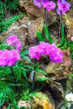 Orkide, orkide çiçeği, yeşil yapraklar, illüstrasyon, çizim, eskiz, antika, retro, vintage