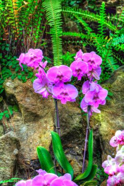 Orkide, orkide çiçeği, yeşil yapraklar, illüstrasyon, çizim, eskiz, antika, retro, vintage