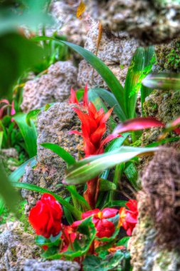 Guzman monostachia, guzmania lingulata, specie Güney Amerika 'ya özgüdür, illüstrasyon, çizim, çizim, antika, retro, vintage.