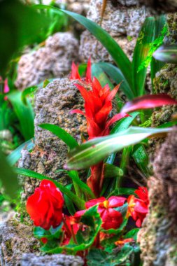 Guzman monostachia, guzmania lingulata, specie Güney Amerika 'ya özgüdür, illüstrasyon, çizim, çizim, antika, retro, vintage.