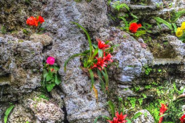 Guzman monostachia, guzmania lingulata, specie Güney Amerika 'ya özgüdür, illüstrasyon, çizim, çizim, antika, retro, vintage.