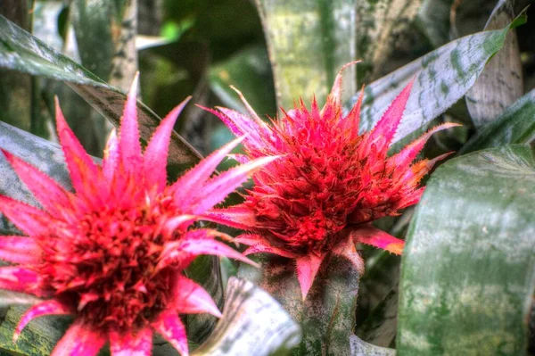 Aechmea Fasciata Fiore Fioritura Con Foglie Verdi Illustrazione Disegno Schizzo — Foto Stock