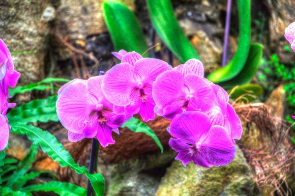 Orchideje Orchidea Květ Zelenými Listy Ilustrace Kresba Skica Starožitnost Retro — Stock fotografie