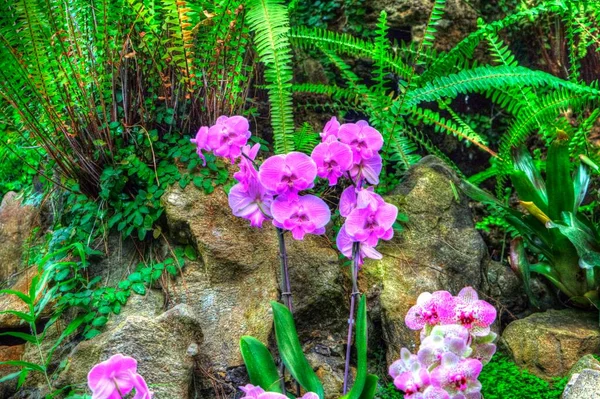 Orquídea Flor Orquídea Florescendo Com Folhas Verdes Ilustração Puxando Esboço — Fotografia de Stock