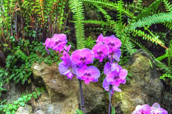 Orchidee Orchideenblüte Mit Grünen Blättern Illustration Zeichnung Skizze Antik Retro — Stockfoto