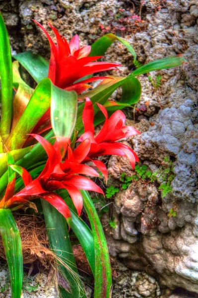 Guzmania Monostachia Guzmania Lingulata Specie Originaria Del Sud America Illustrazione — Foto Stock