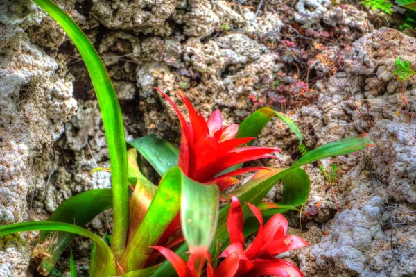 Guzmania Monostachia Guzmania Lingulata Specie Originaria Del Sud America Illustrazione — Foto Stock