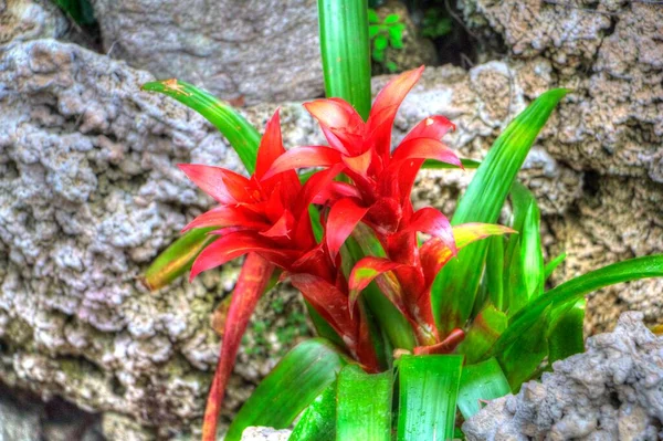 Guzmania Monostachia Guzmania Lingulata Specie Originaria Del Sud America Illustrazione — Foto Stock