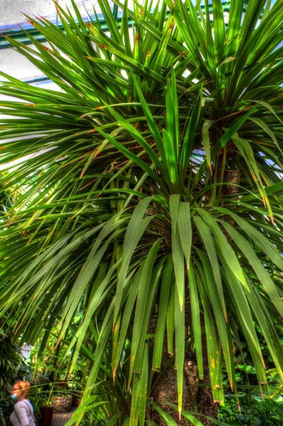 Káposzta Tree Closeup Közelében Huka Vízesés Zéland Illusztráció Rajz Vázlat — Stock Fotó