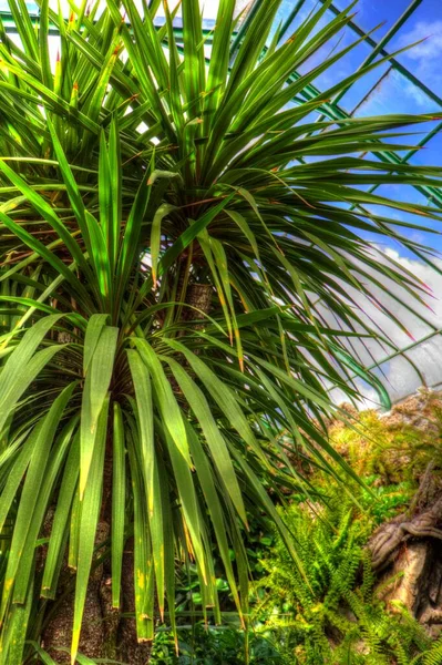 Káposzta Tree Closeup Közelében Huka Vízesés Zéland Illusztráció Rajz Vázlat — Stock Fotó