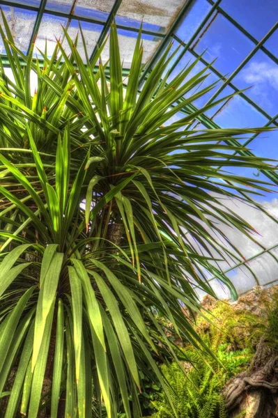 Káposzta Tree Closeup Közelében Huka Vízesés Zéland Illusztráció Rajz Vázlat — Stock Fotó