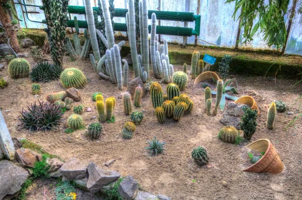 Kaktus Ogród Pustynia Wiosna Ilustracja Rysunek Szkic Antyk Retro Vintage — Zdjęcie stockowe