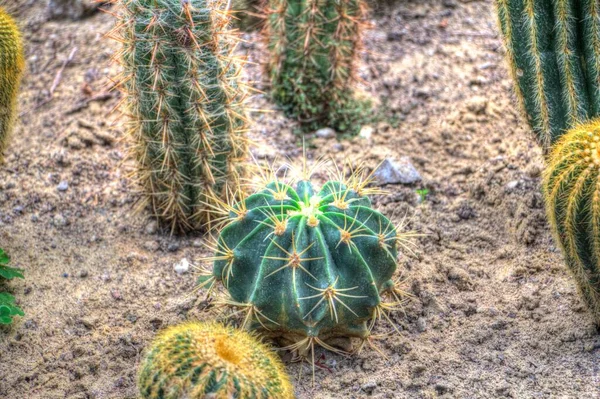 Giardino Deserto Cactus Primavera Illustrazione Disegno Schizzo Antico Retrò Storico — Foto Stock