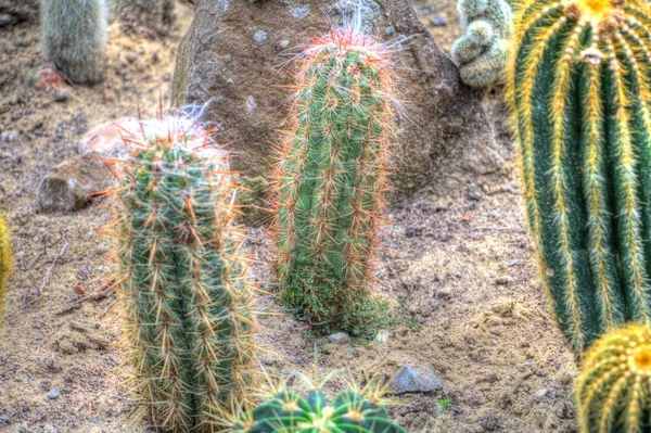 Cactus Jardín Desierto Primavera Ilustración Dibujo Boceto Antiguo Retro Vendimia — Foto de Stock