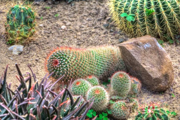 Giardino Deserto Cactus Primavera Illustrazione Disegno Schizzo Antico Retrò Storico — Foto Stock