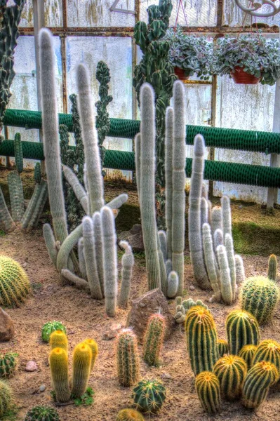 Kaktus Ogród Pustynia Wiosna Ilustracja Rysunek Szkic Antyk Retro Vintage — Zdjęcie stockowe