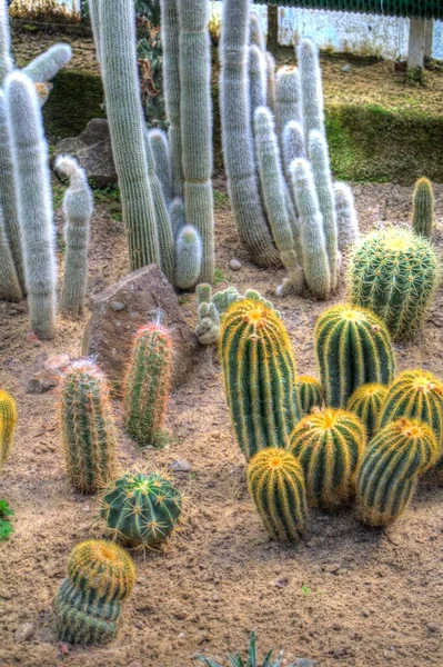 Giardino Deserto Cactus Primavera Illustrazione Disegno Schizzo Antico Retrò Storico — Foto Stock
