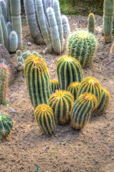 Giardino Deserto Cactus Primavera Illustrazione Disegno Schizzo Antico Retrò Storico — Foto Stock